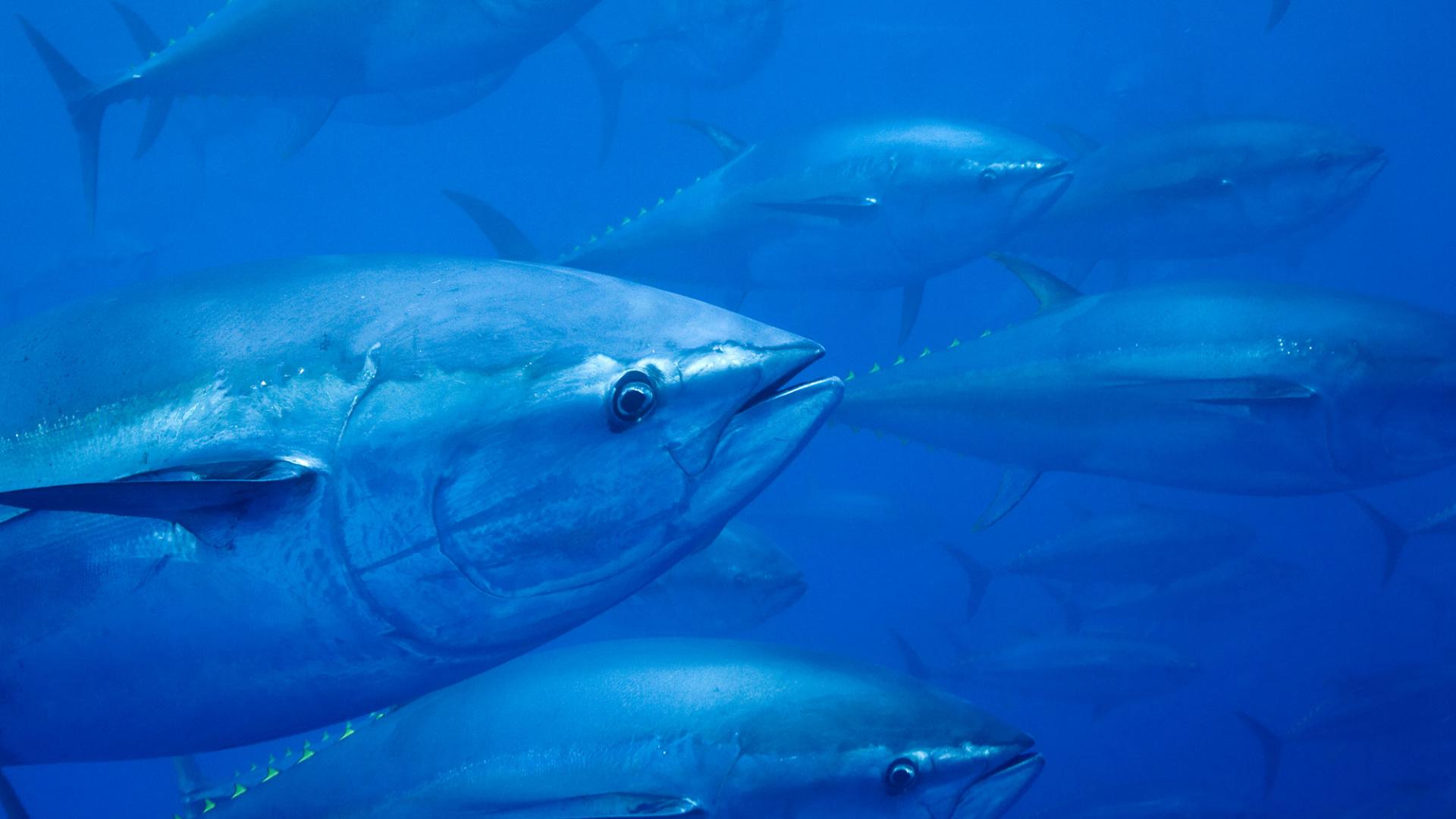 Comment L homme Agit Negativement Sur Les Stocks De Thons Schema Le thon rouge, un poisson menacé | WWF France