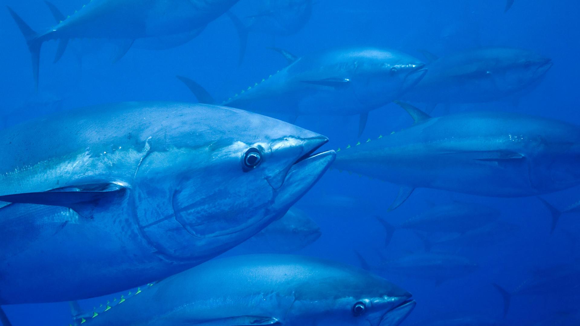 thon poisson isolé sur transparent Contexte ,mer poisson isolé Couper en  dehors ,génératif ai 27125875 PNG