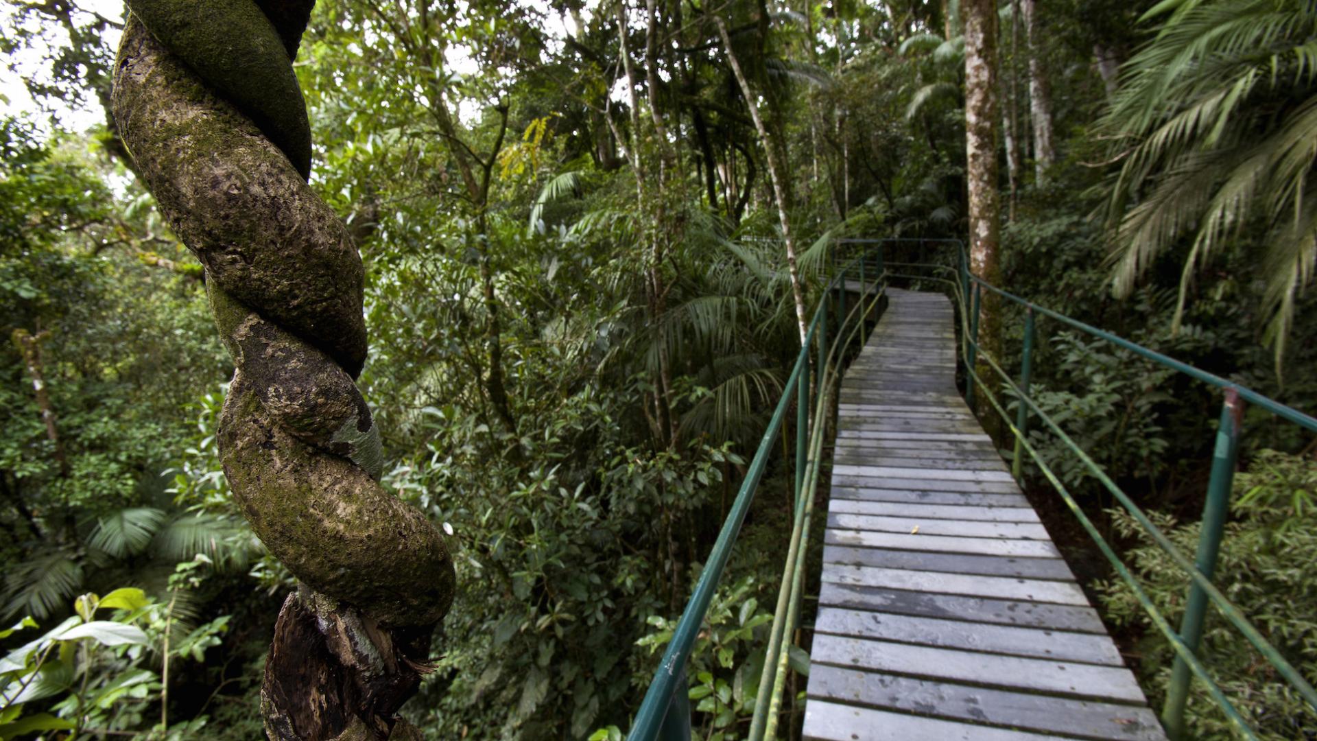 Passerelle dans le parc national de Serra dos Orgaos (Brésil)