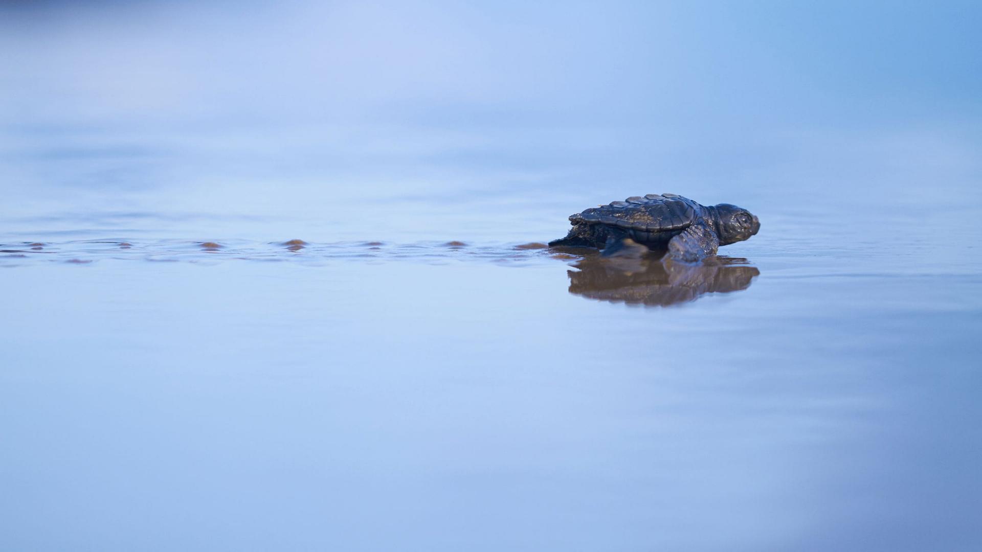 les tortues marines des animaux menaces wwf france