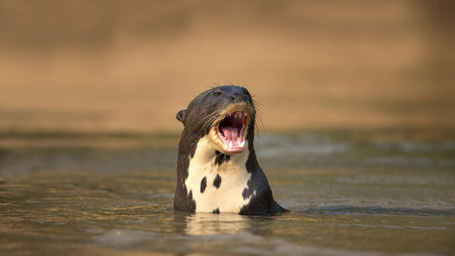 La Loutre G ante Une Esp ce Menac e WWF France la-loutre-g-ante-une-esp-ce-menac-e-wwf-france