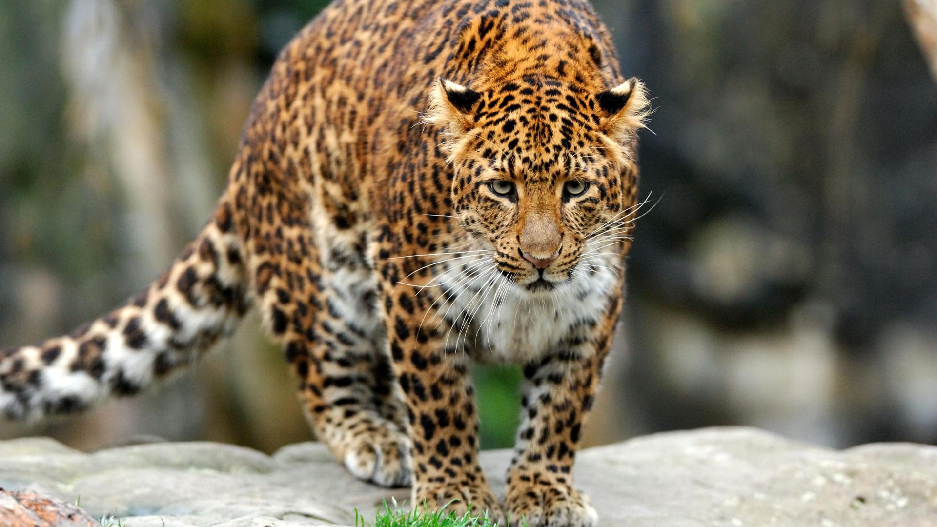Comment S Appelle La Femelle Du Léopard Le léopard de l'Amour, fauve menacé | WWF France