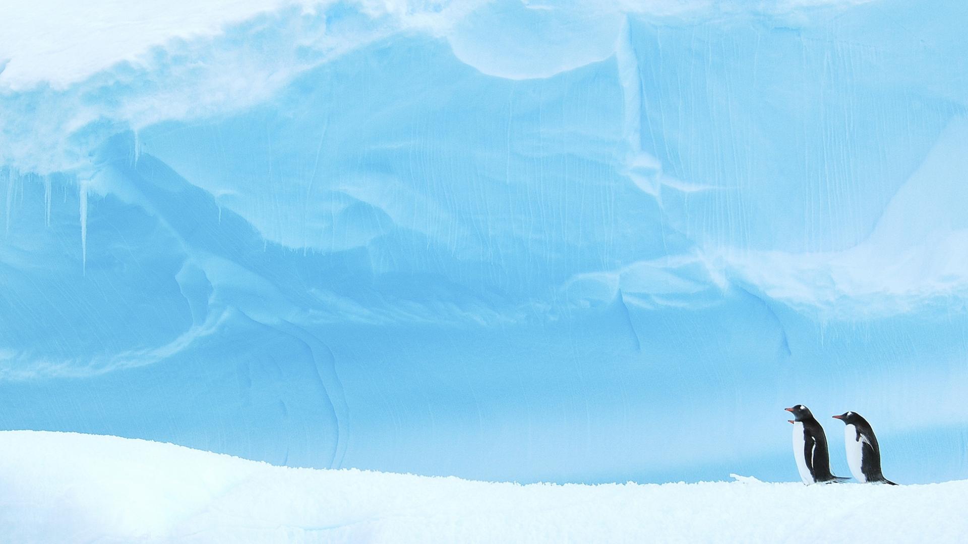 Manchots papou (Pygoscelis papua) se reposant sur un iceberg (Antarctique)
