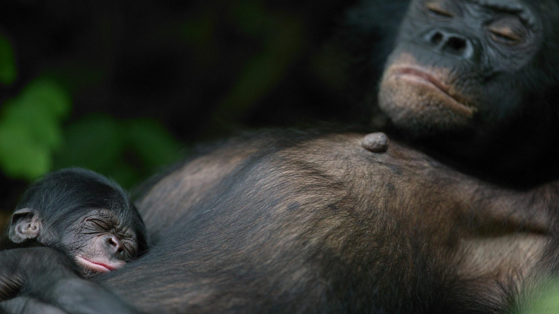 Femelle bonobo et nouveau-né de 5 jours Orphelins bonobos Sanctuaire des bonobos  République Démocratique du Congo