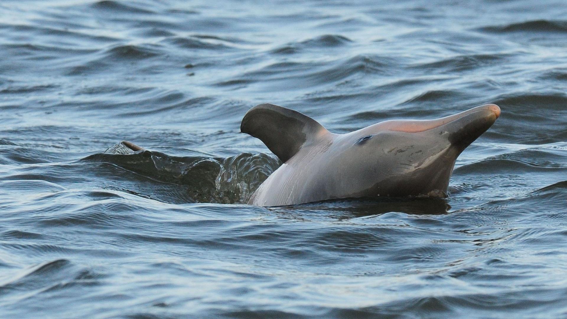Dauphin de Guyane (Sotalia guianensis) observé par l'équipe du WWF Guyane (Guyane Française)