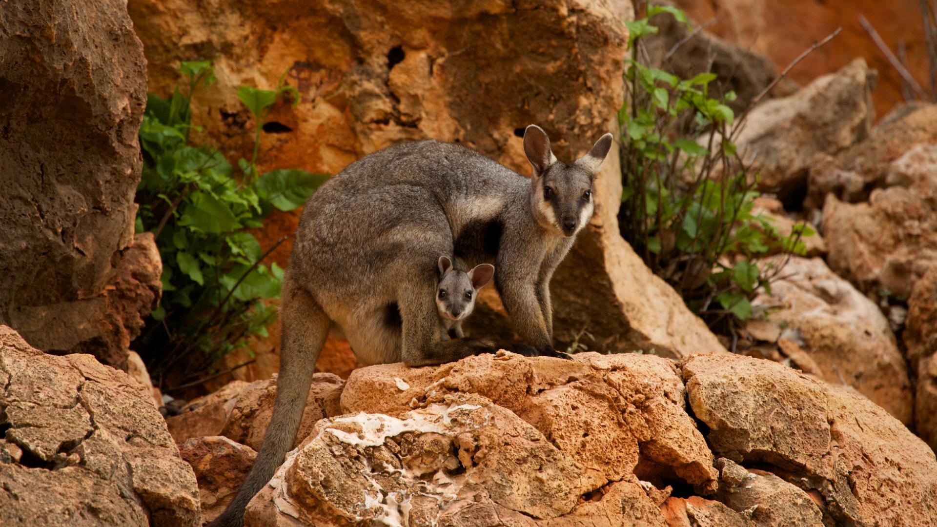 Wallabies des rochers (Petrogale lateralis), Australie occidentale