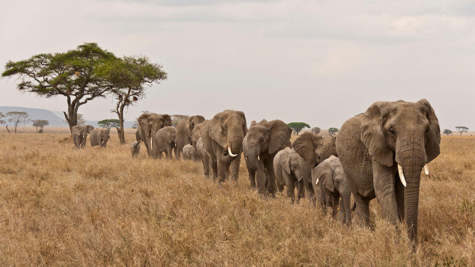 Eléphants qui se suivent dans la savane d'Afrique