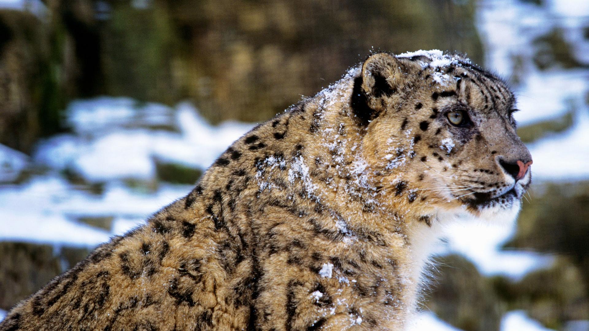 La Panth re Des Neiges Une Esp ce Menac e WWF France la-panth-re-des-neiges-une-esp-ce-menac-e-wwf-france