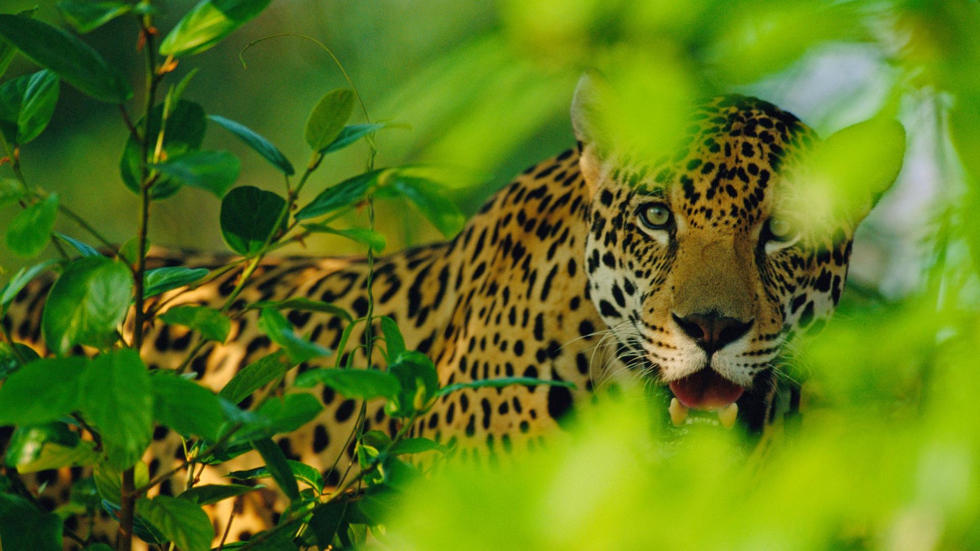 Le jaguar une esp ce prioritaire WWF France Le jaguar une esp ce prioritaire WWF France