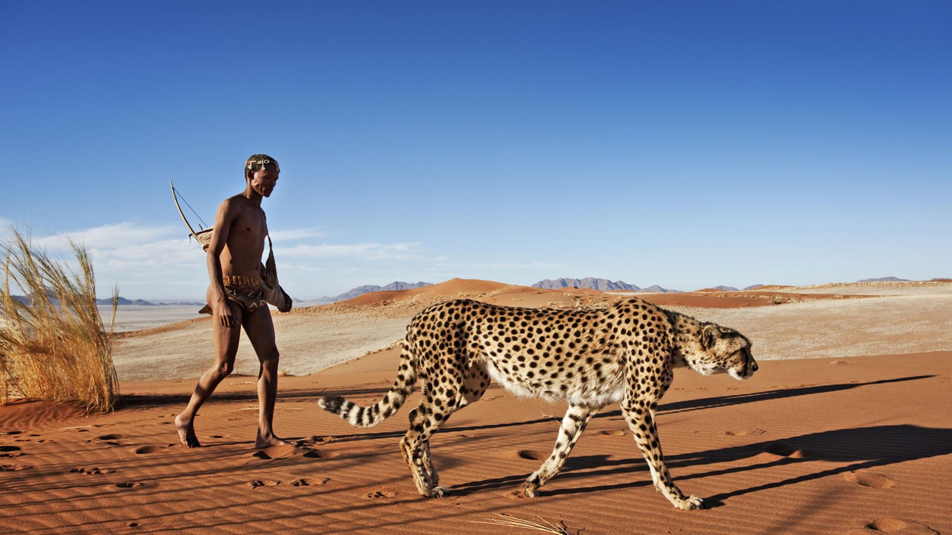 Bushman et son guépard (Acinonyx jubatus) prête à chasser dans le désert de Namibie