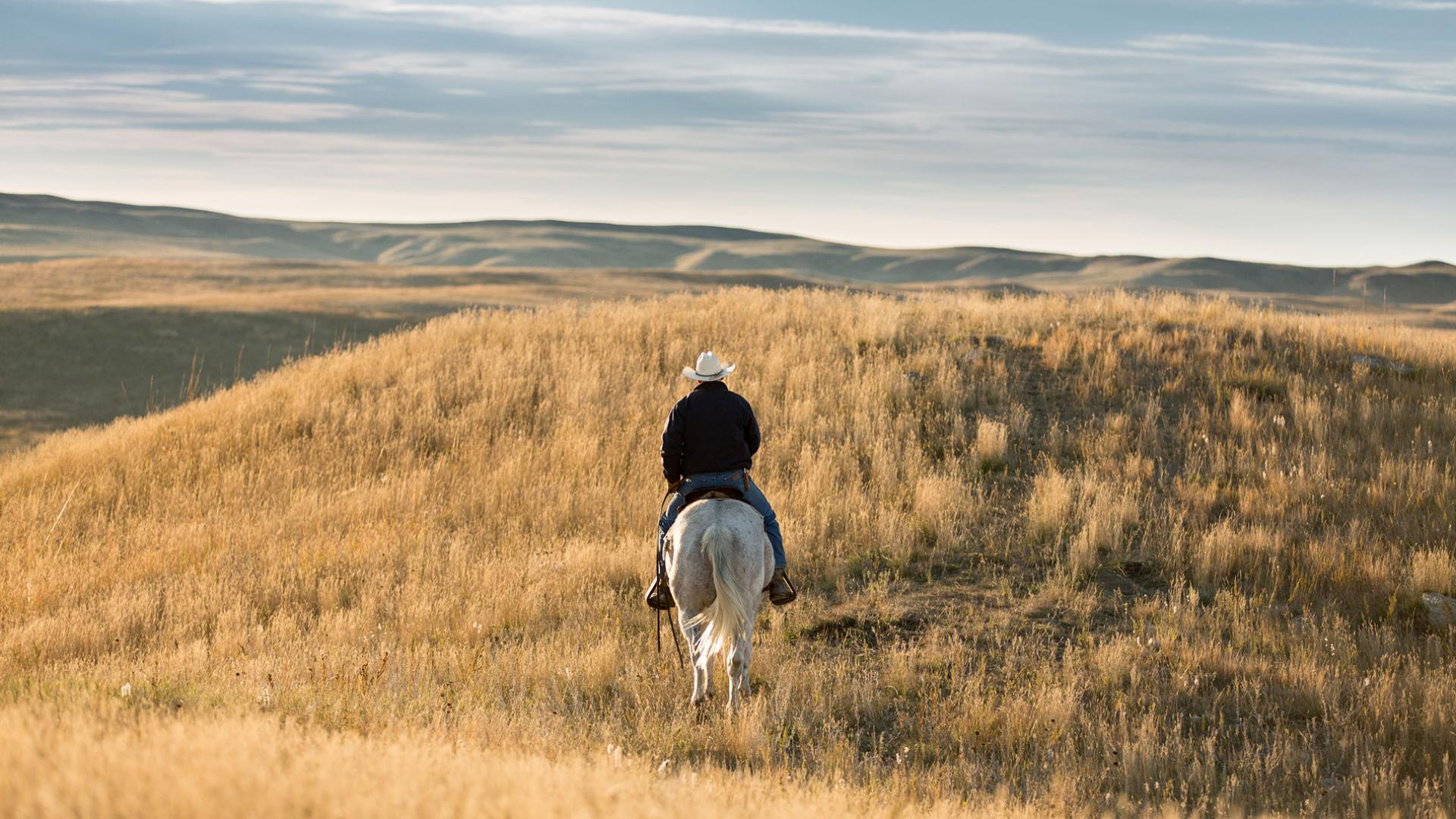 Cow-boy à cheval dans les Grandes Plaines du Nord près Lowry, Dakota du Sud