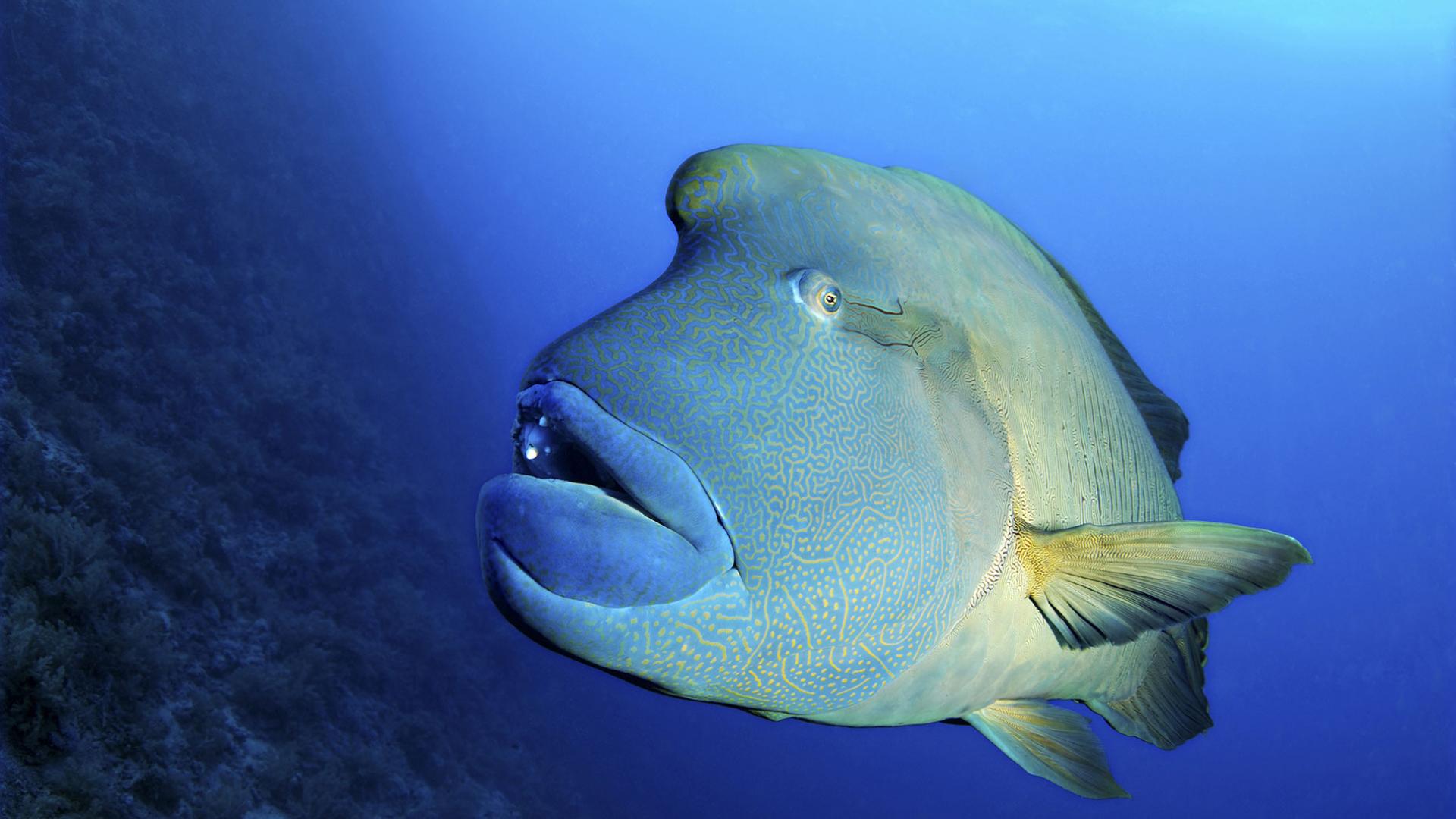 Le Poisson Le Plus Rare Du Monde Le Poisson Le Plus Rare Du Monde