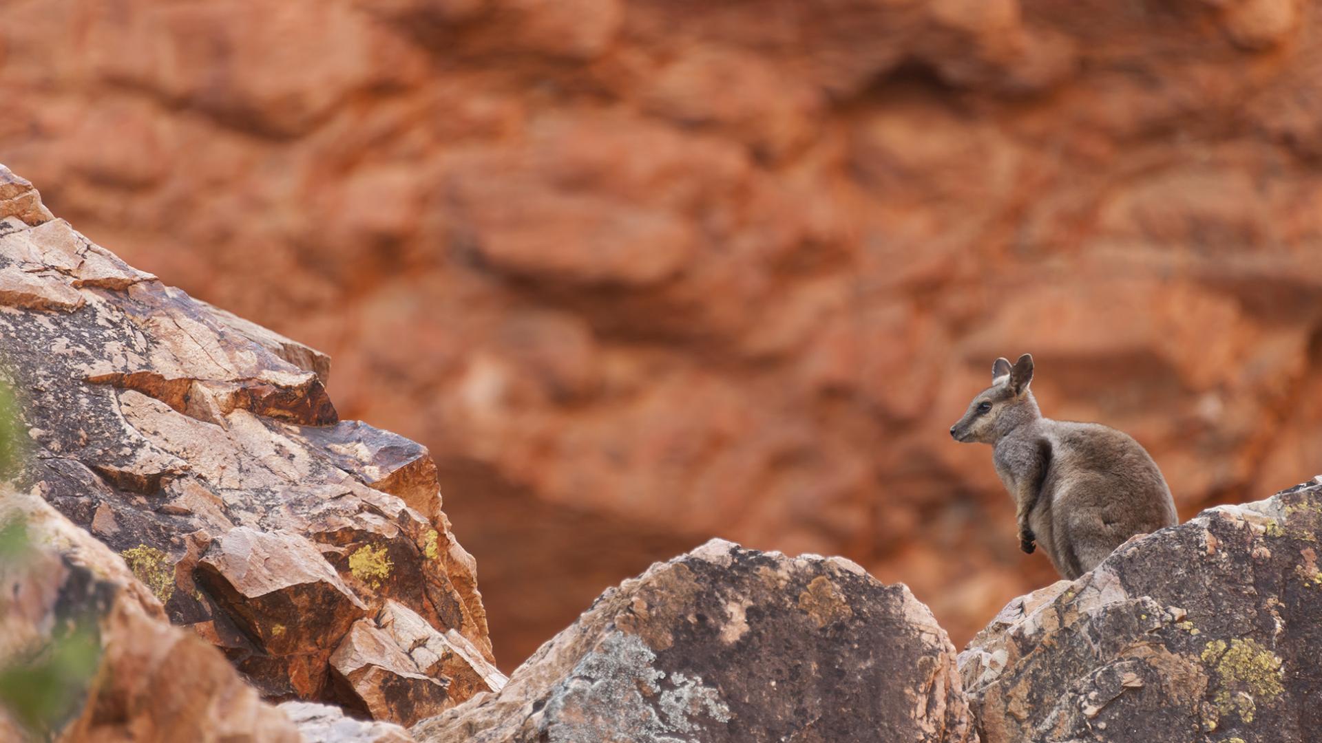 Le wallaby des roches, fragile marsupial | WWF France