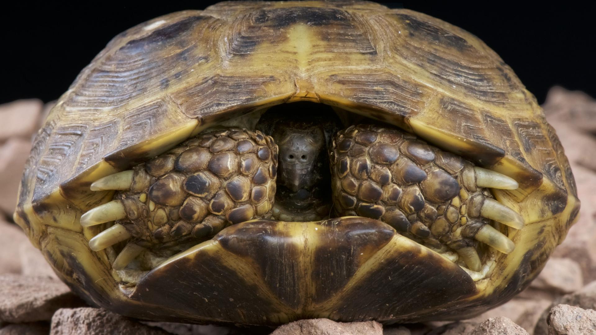 Tortue des steppes (Agrionemys horsfieldii) dans sa carapace