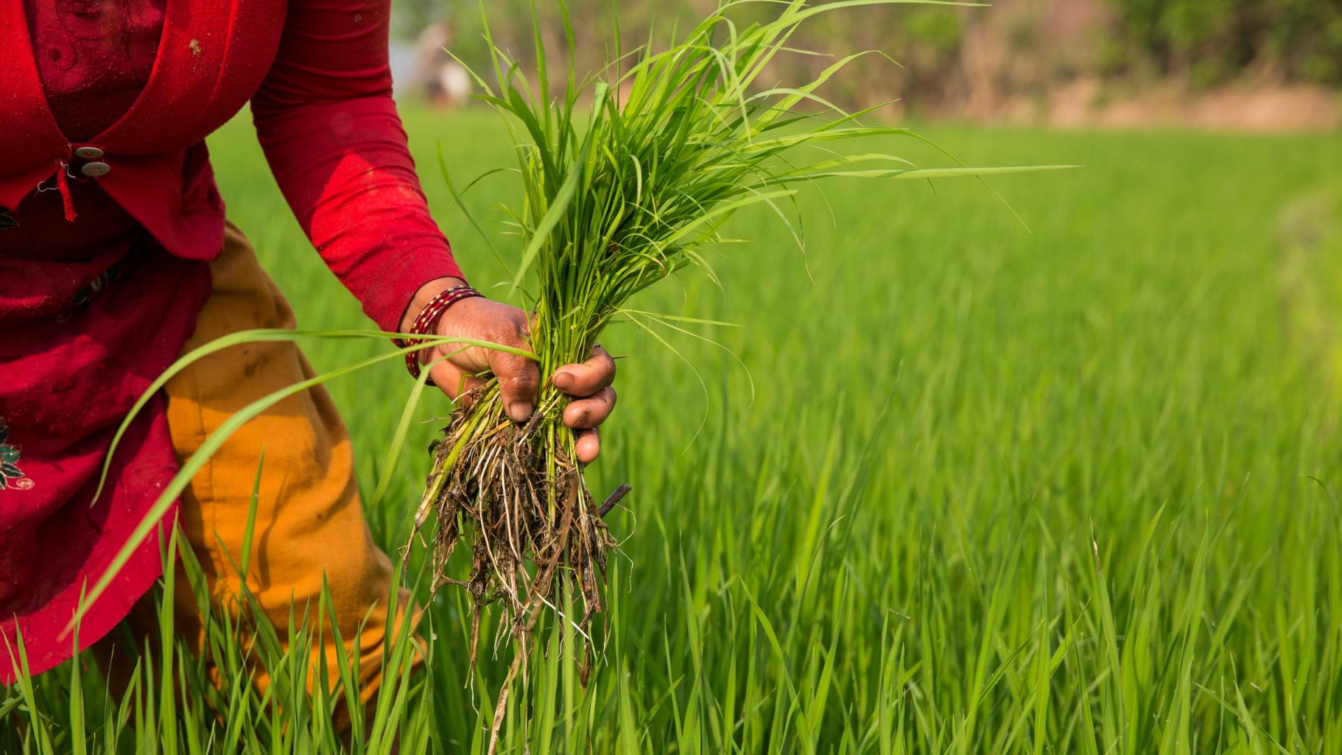 Récolte de riz au Népal
