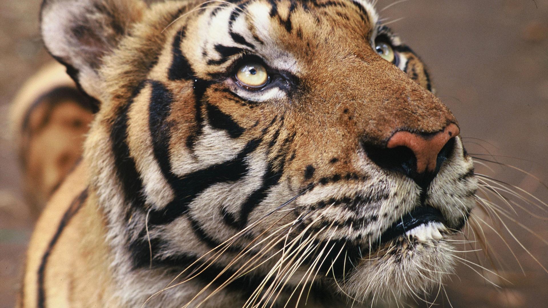 Safaris pour voir lions, léopards, guépards, tigres, jaguars - Etendues Sauvages
