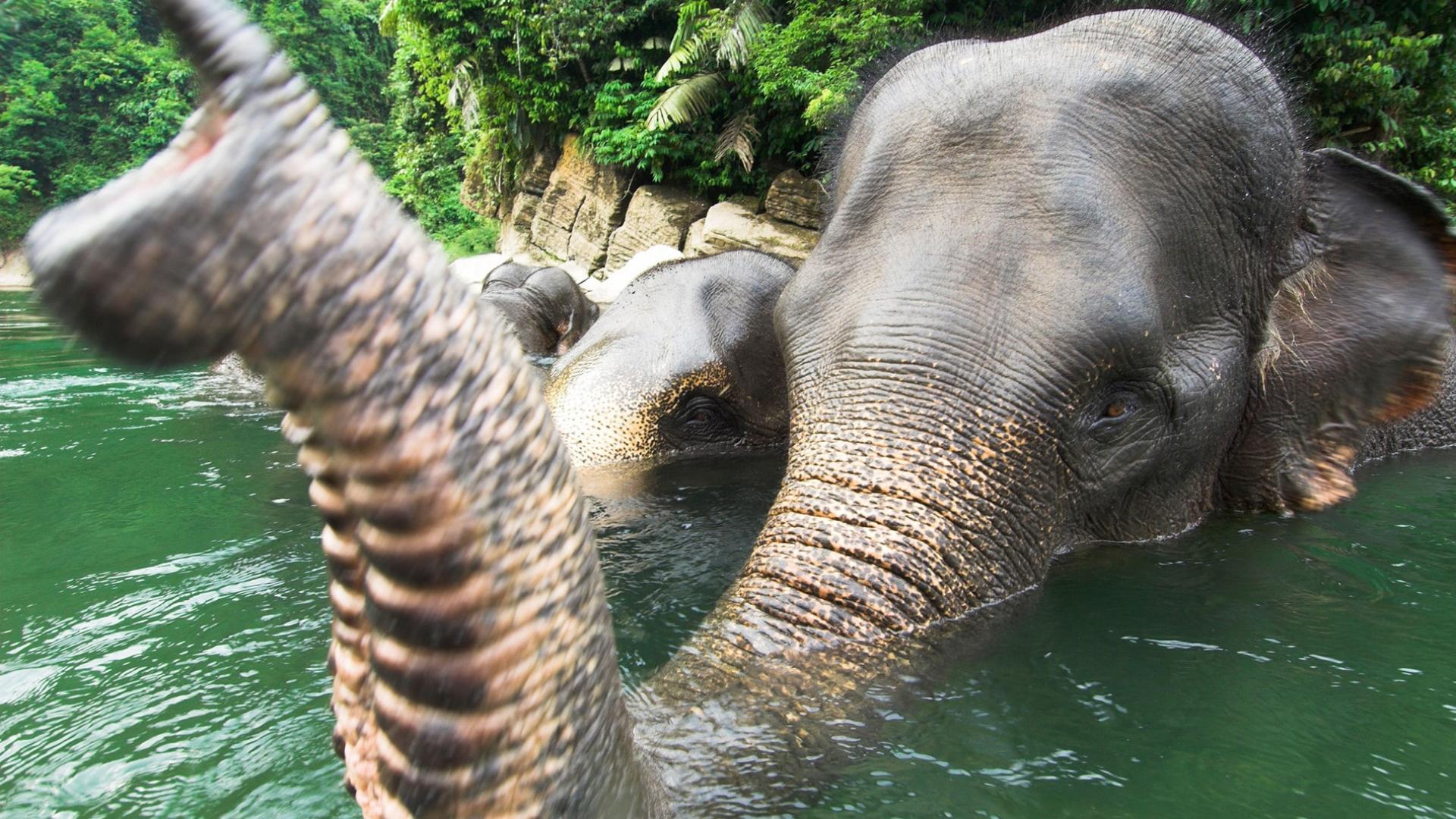 Eléphant de Sumatra dans l'eau (Elephas maximus sumatrensis)