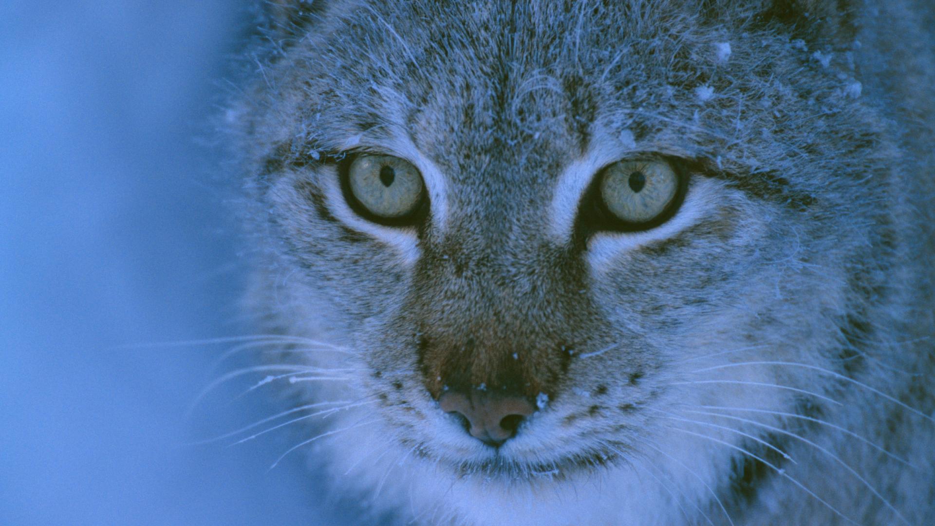 Lynx captif (Lynx lynx), Lycksele, Suède