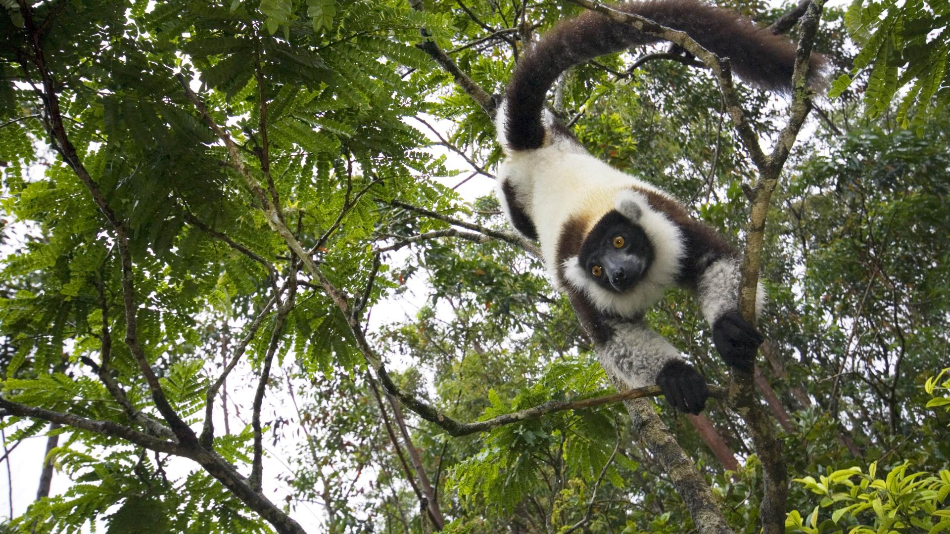 Lémurien noir et blanc sur un arbre à Madagascar 
