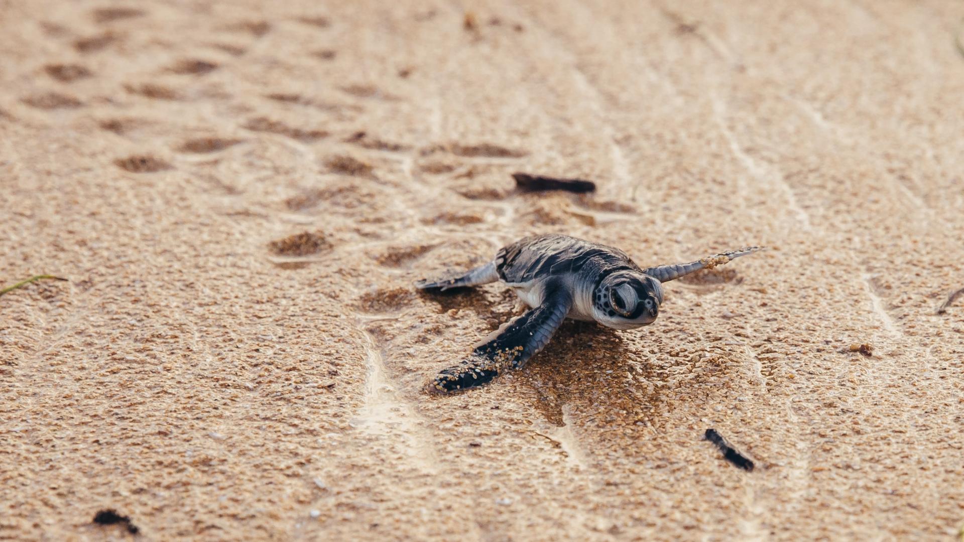 Une jeune tortue marine marche sur le sable, Kenya 
