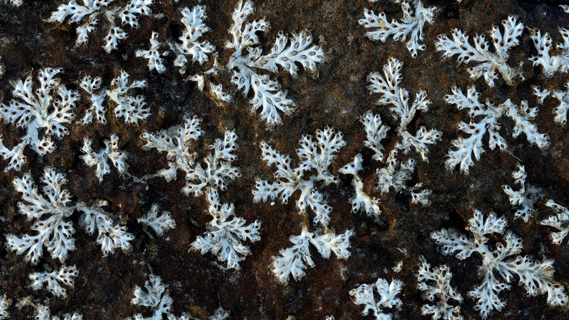 Plante de la famille des Podostemaceae en Amazonie 