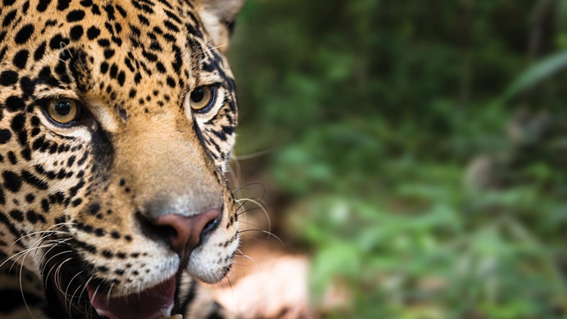 Vue rapprochée sur la tête d'un jaguar (Panthera onca)