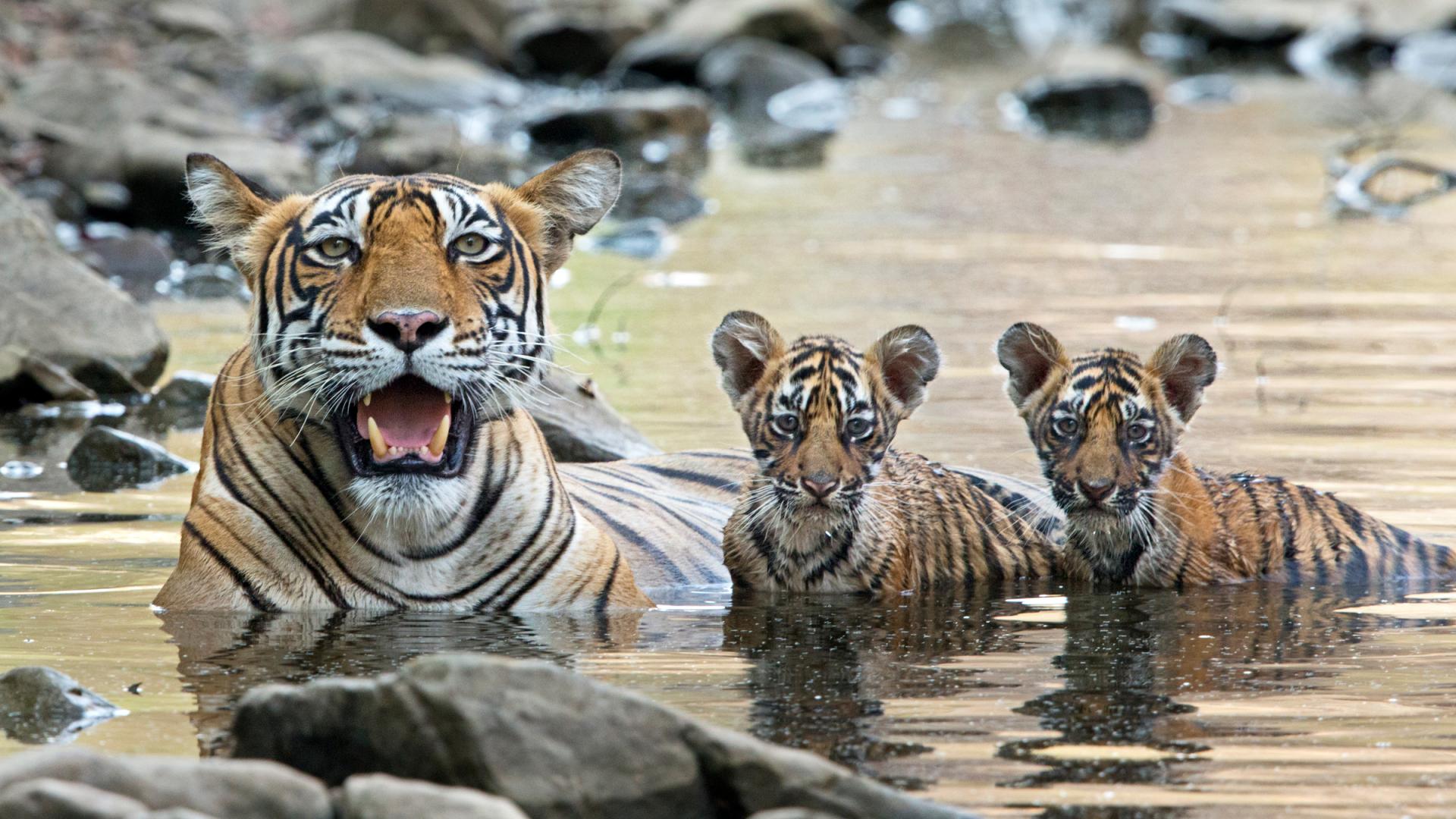 Le tigre reprend du poil de la b te WWF France Le tigre reprend du poil de la b te WWF France