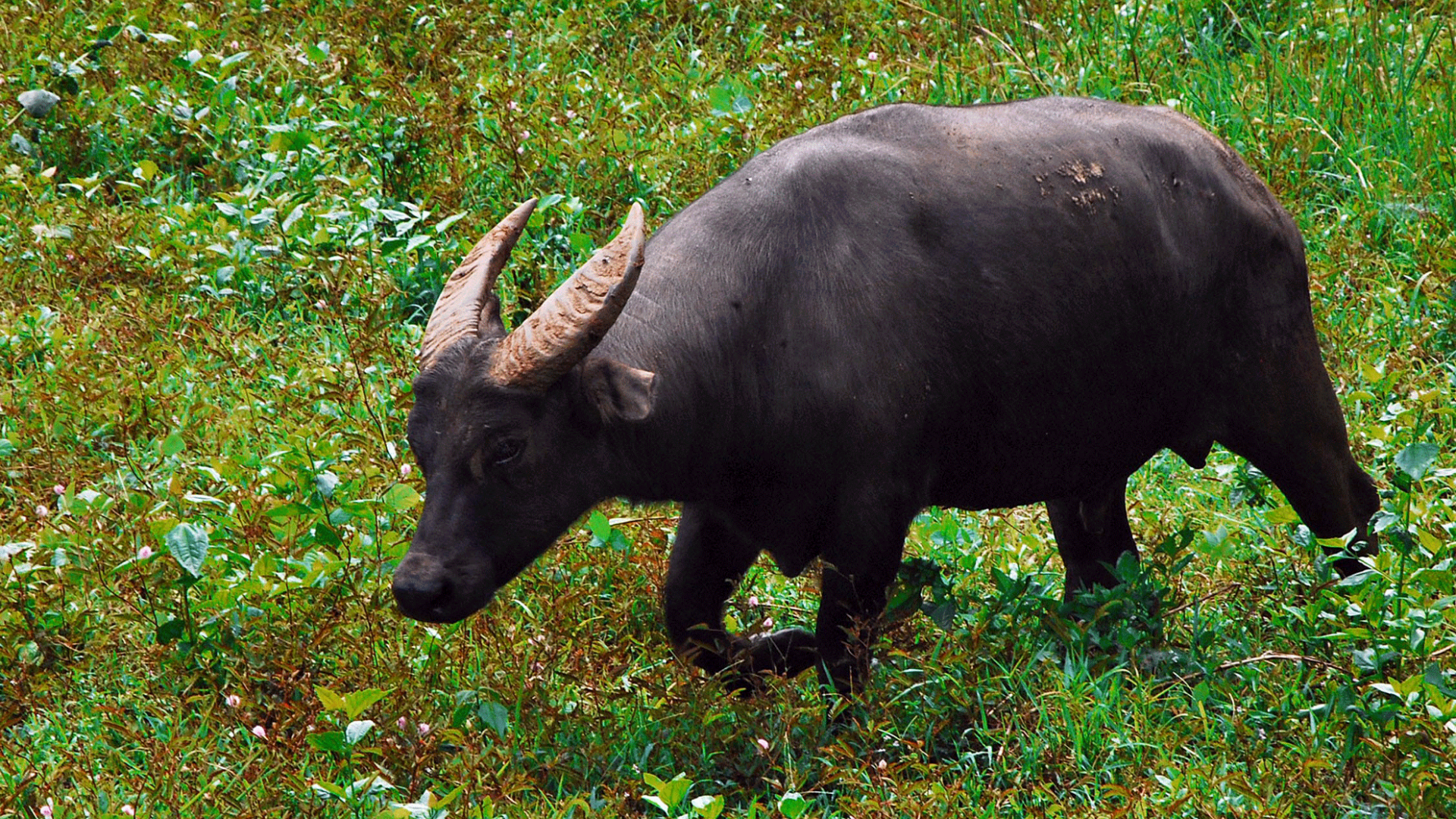 Le buffle Tamarau (Bubalus mindorensis) dans les Philippines.