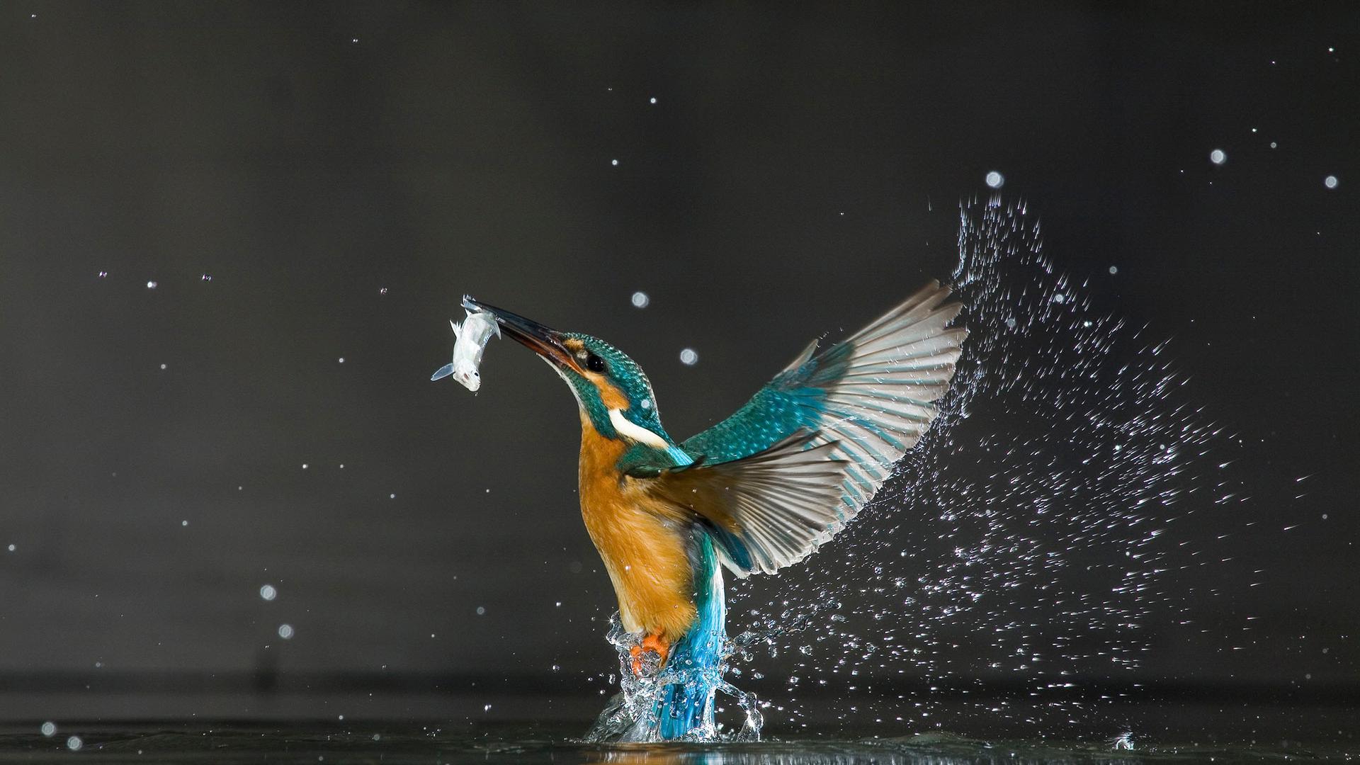 Un martin-pêcheur (Alcedo atthis) et sa proie, Balatonfuzfo, Hongrie
