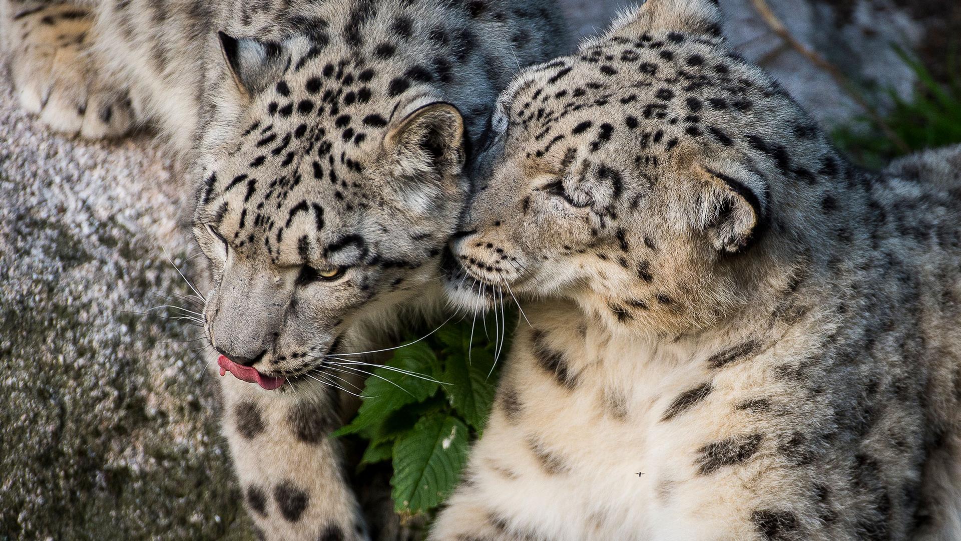 La Panthère Des Neiges Une Espèce Menacée Wwf France