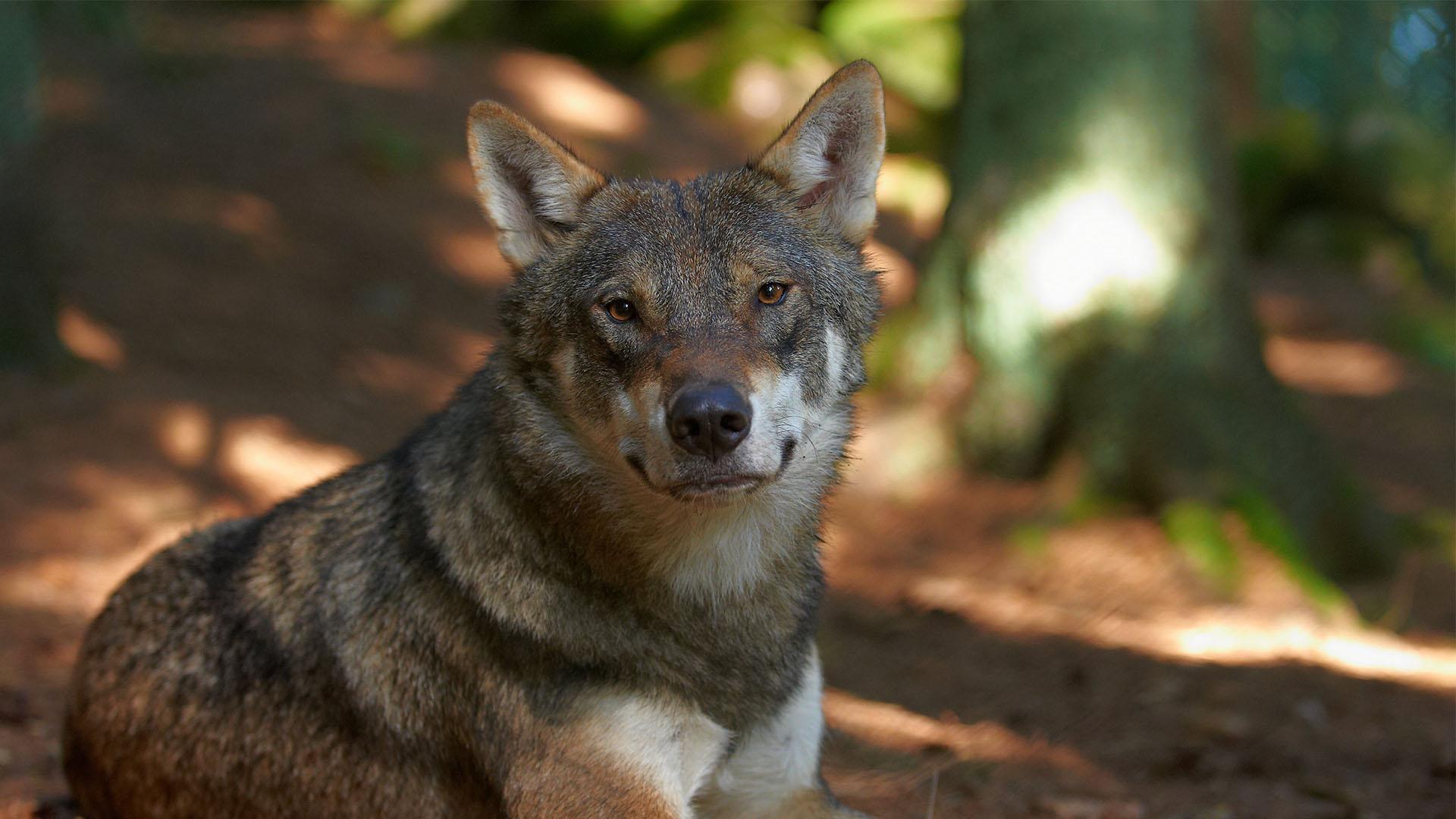 Un loup (Canis lupus) est assis par terre au milieu d'une forêt.