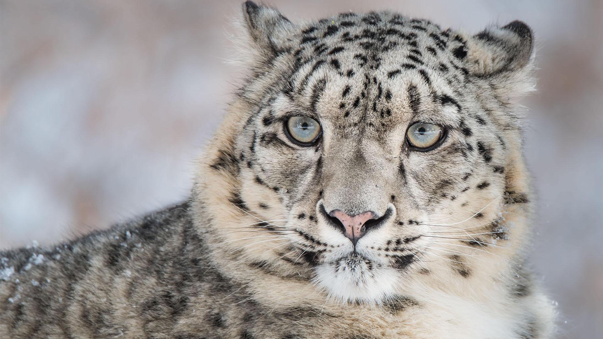 Un léopard des neiges (Panthera uncia) en gros plan.