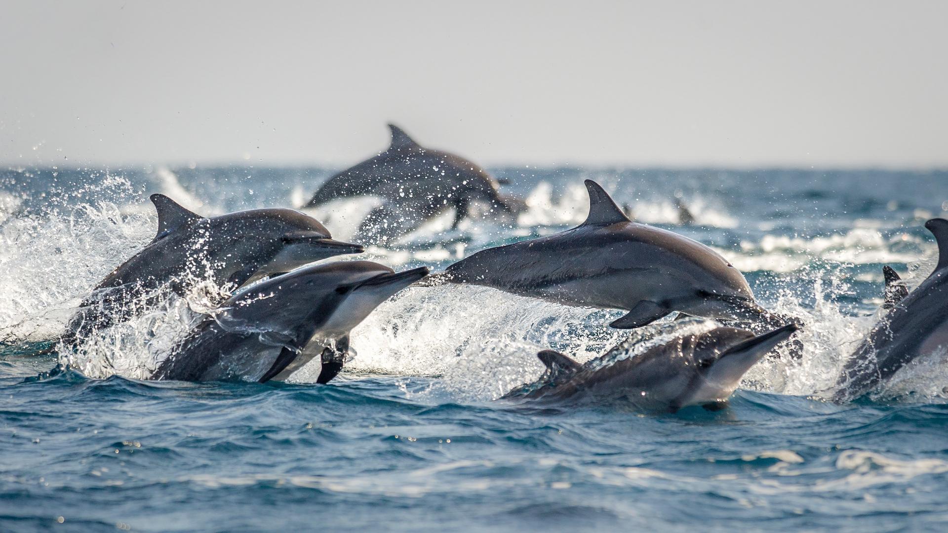 La Méditerranée, une mer sous pression