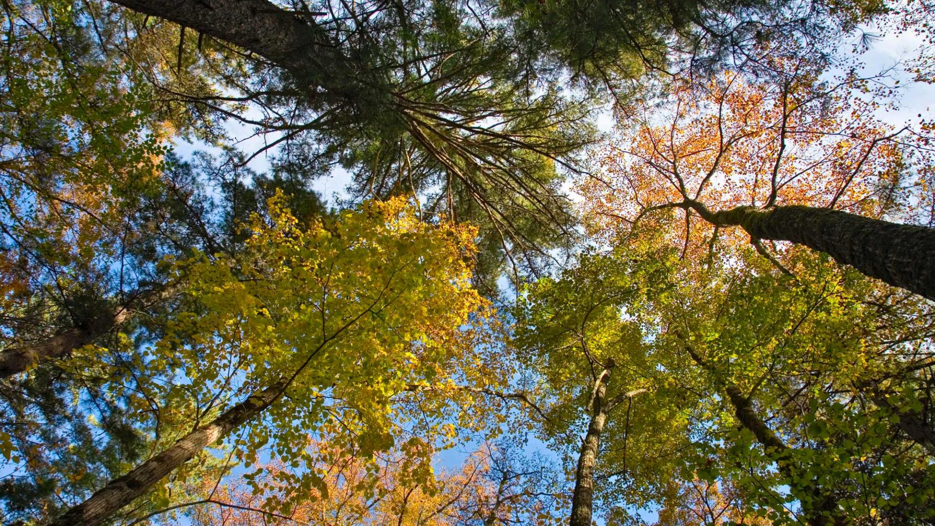 Forêt couleurs vives