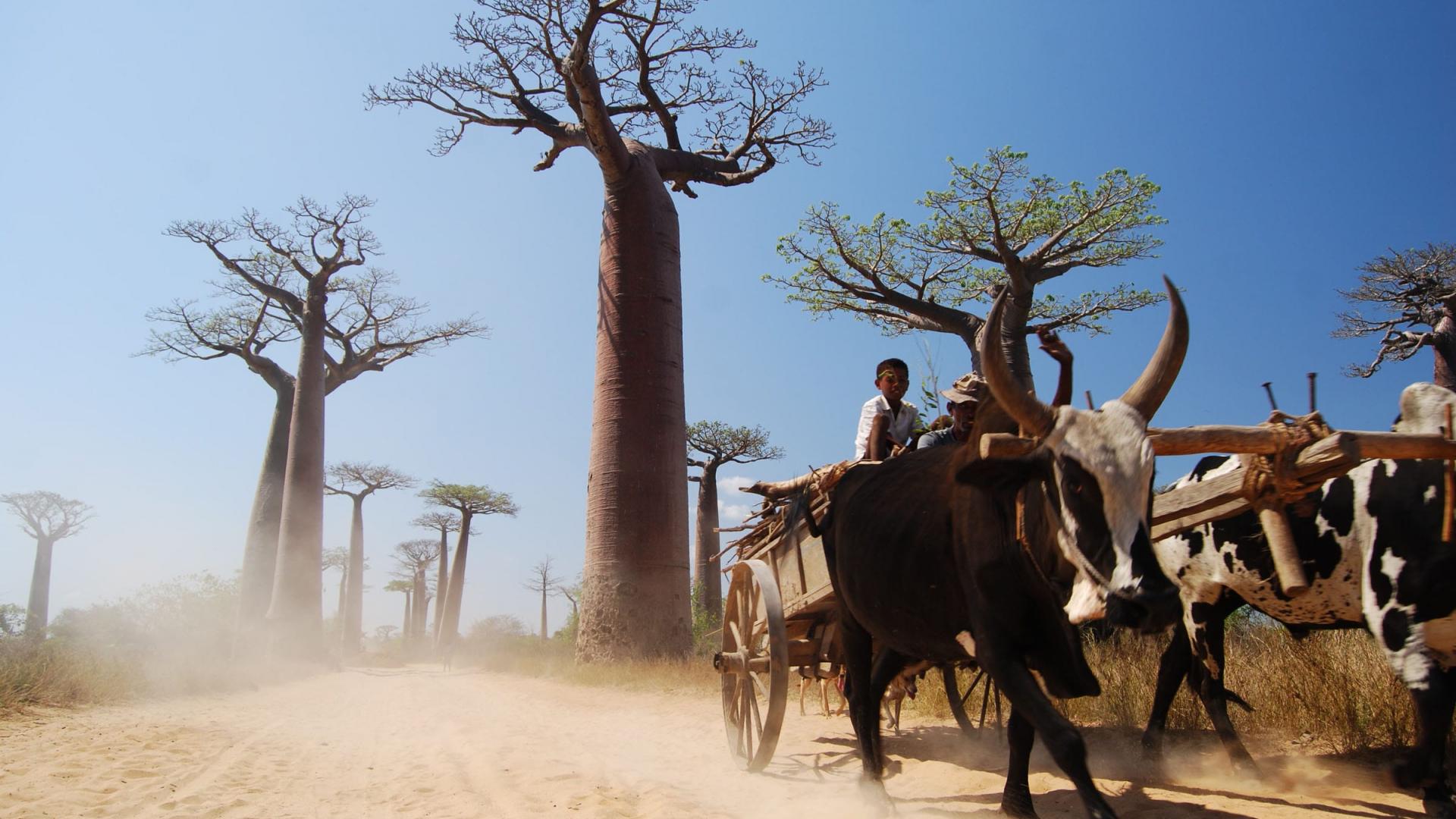 Allée des baobabs, Morondava (Madagascar)