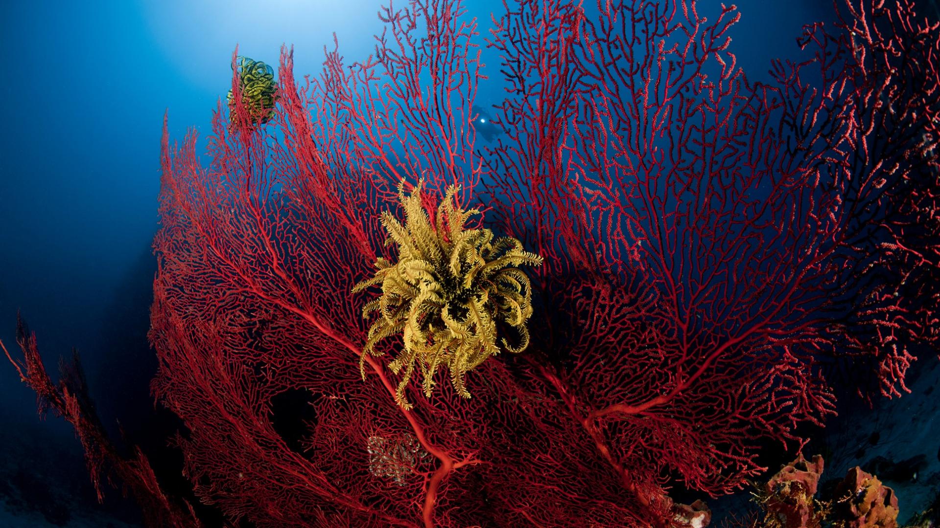 Corail corné (Gorgonacea) et crinoïde (Crinoidea) au large de la Nouvelle-Bretagne (Papouasie-Nouvelle-Guinée)