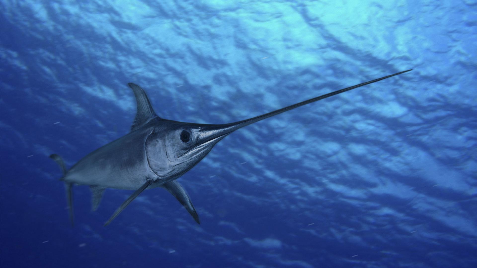 Espadon (Xiphias gladius), Açores, Portugal.