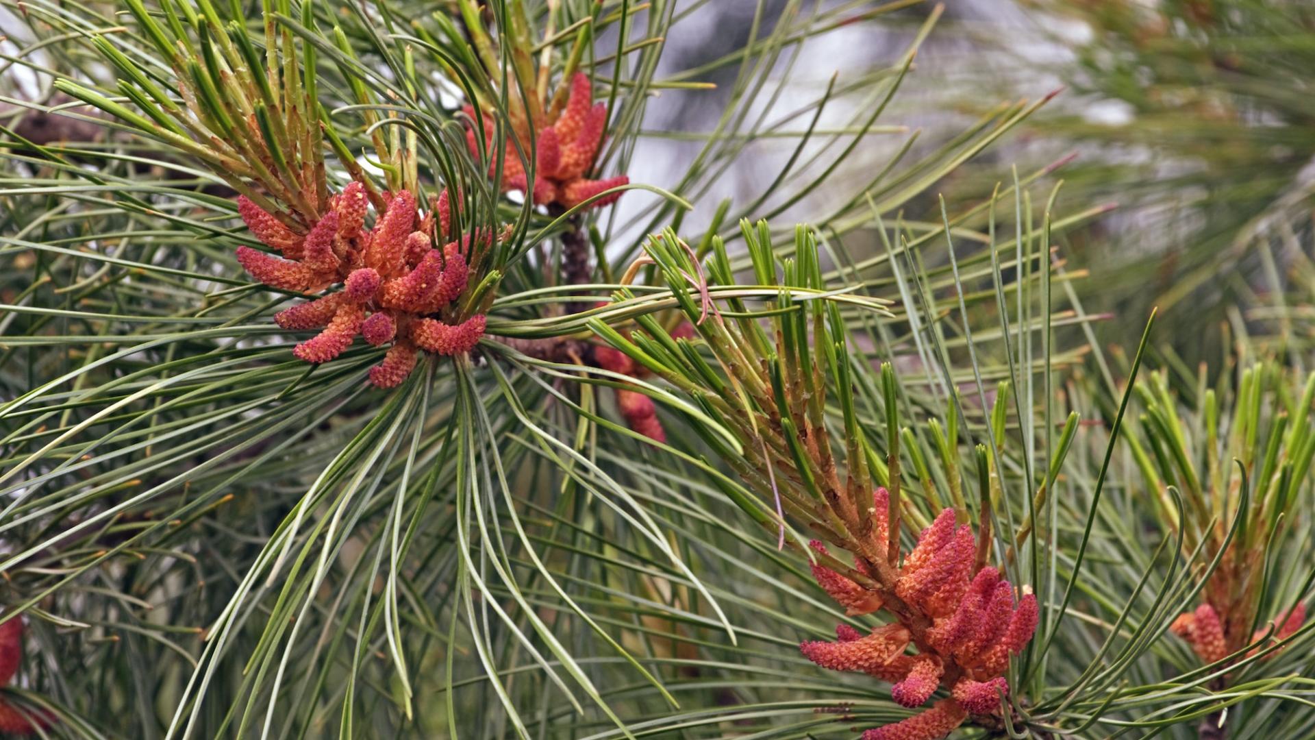 Fleurs de pin de Corée (Pinus koraiensis)