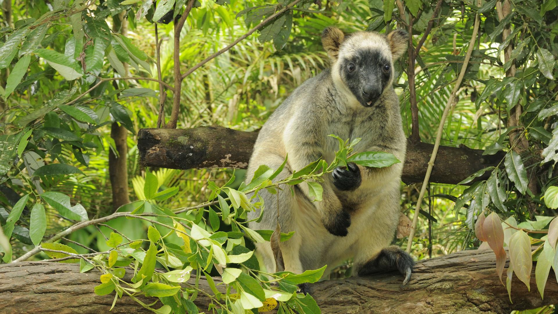 Kangourou arboricole de Lumholtz (Dendrolagus lumholtzi) dans un arbre - (Australie)