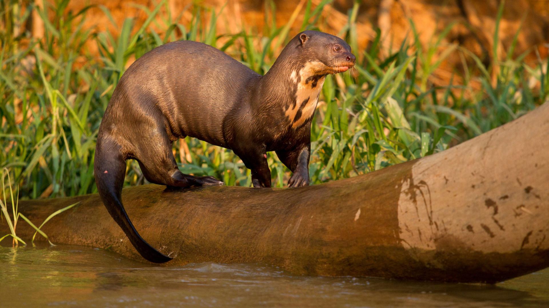 Loutre géante sur un tronc d'arbre