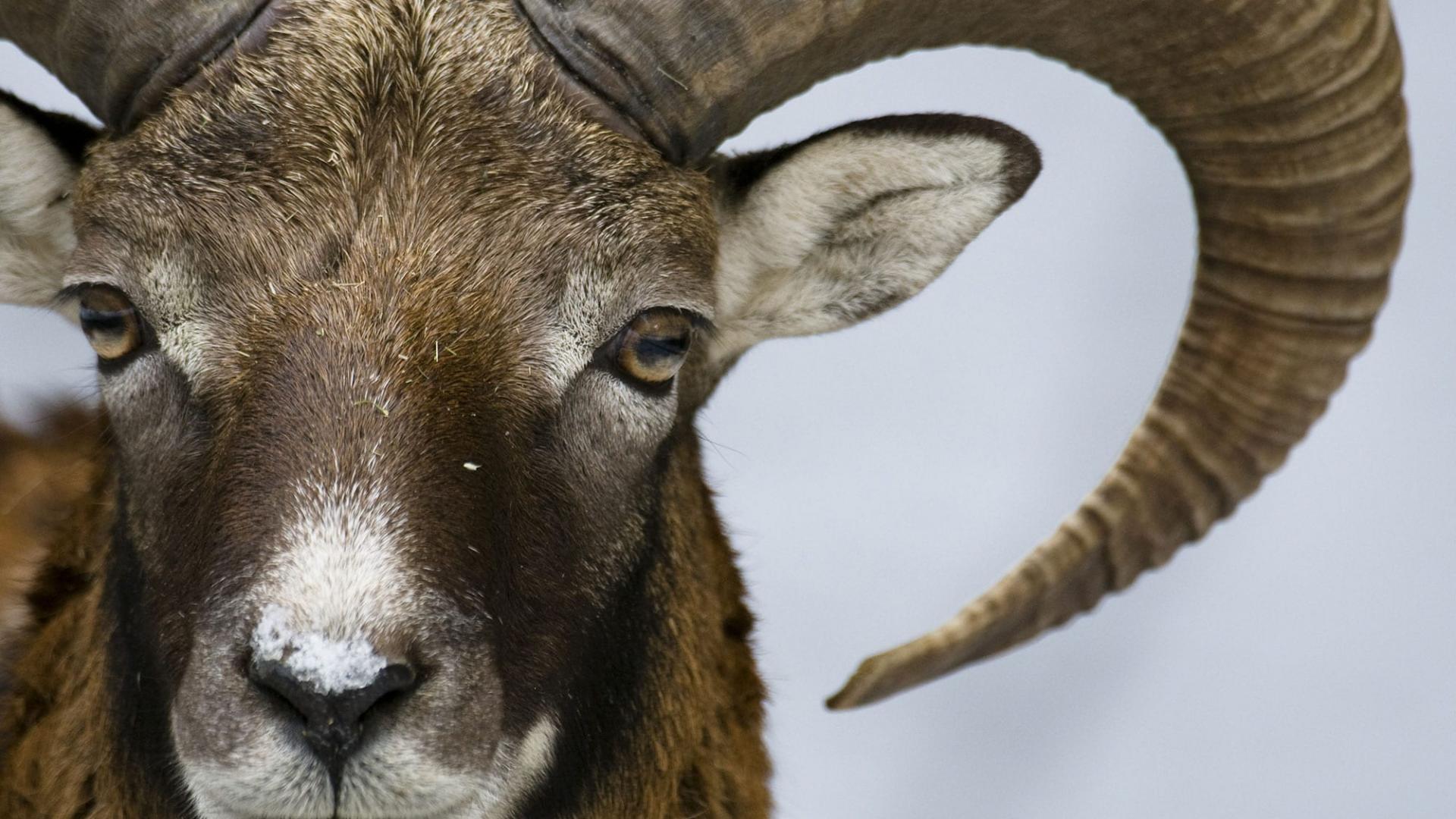 Mouflon (Ovis ammon), Veldensteiner Forst, Bavière