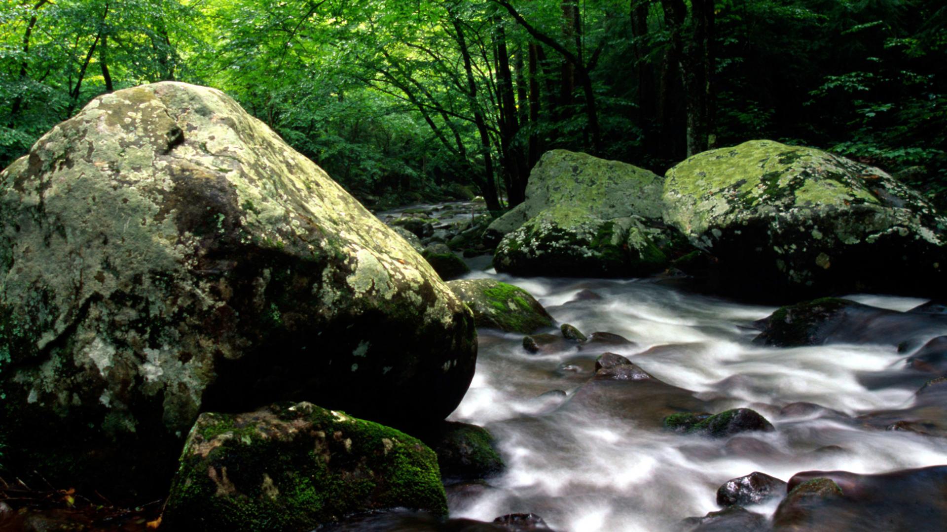 Parc national des Great Smoky Mountains, Tennessee