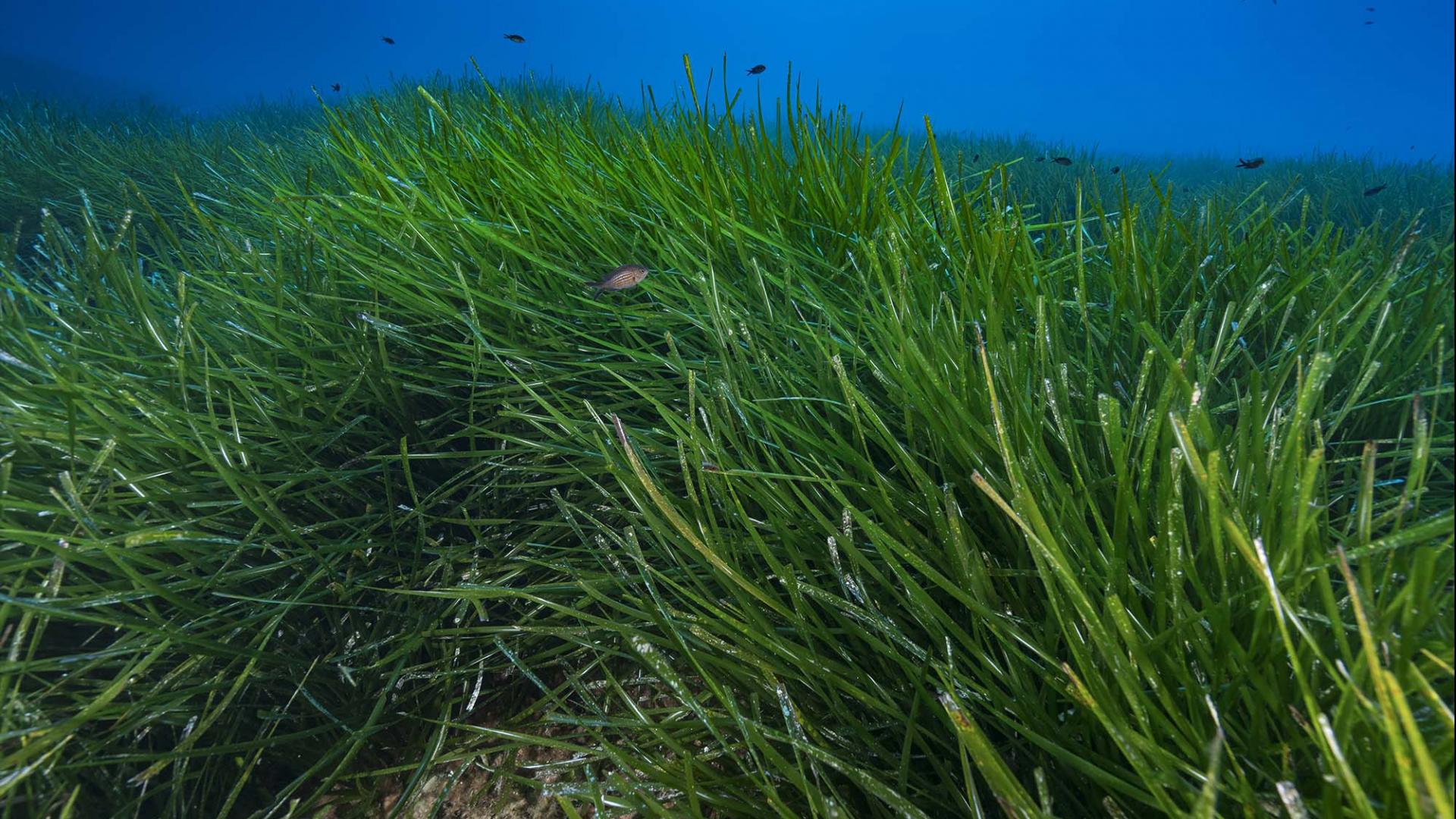 Posidonie, herbe marine et plante aquatique luxuriante.