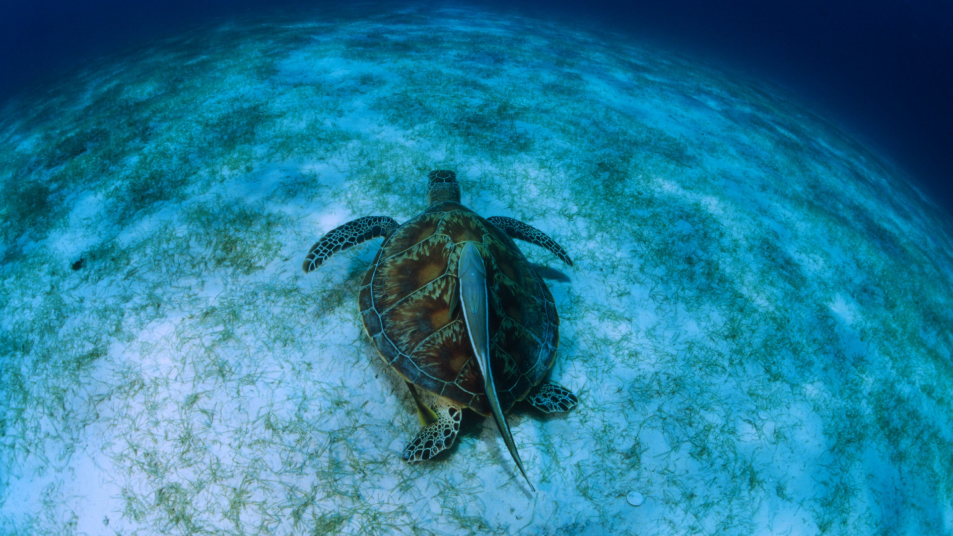 Tortue verte (Chelonia mydas) dans l'Océan Indien