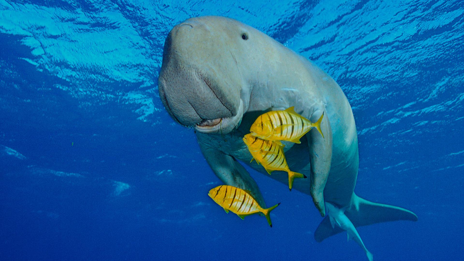 Dugong et poissons