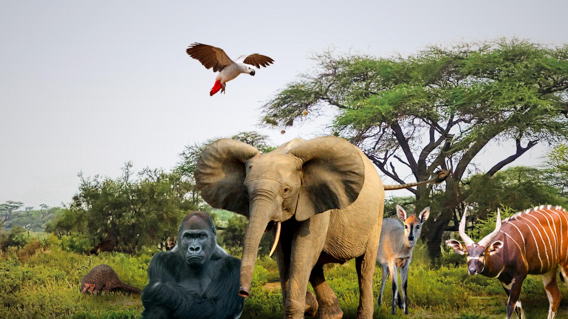 Protégeons les espèces parapluie - l'éléphant d'Asie