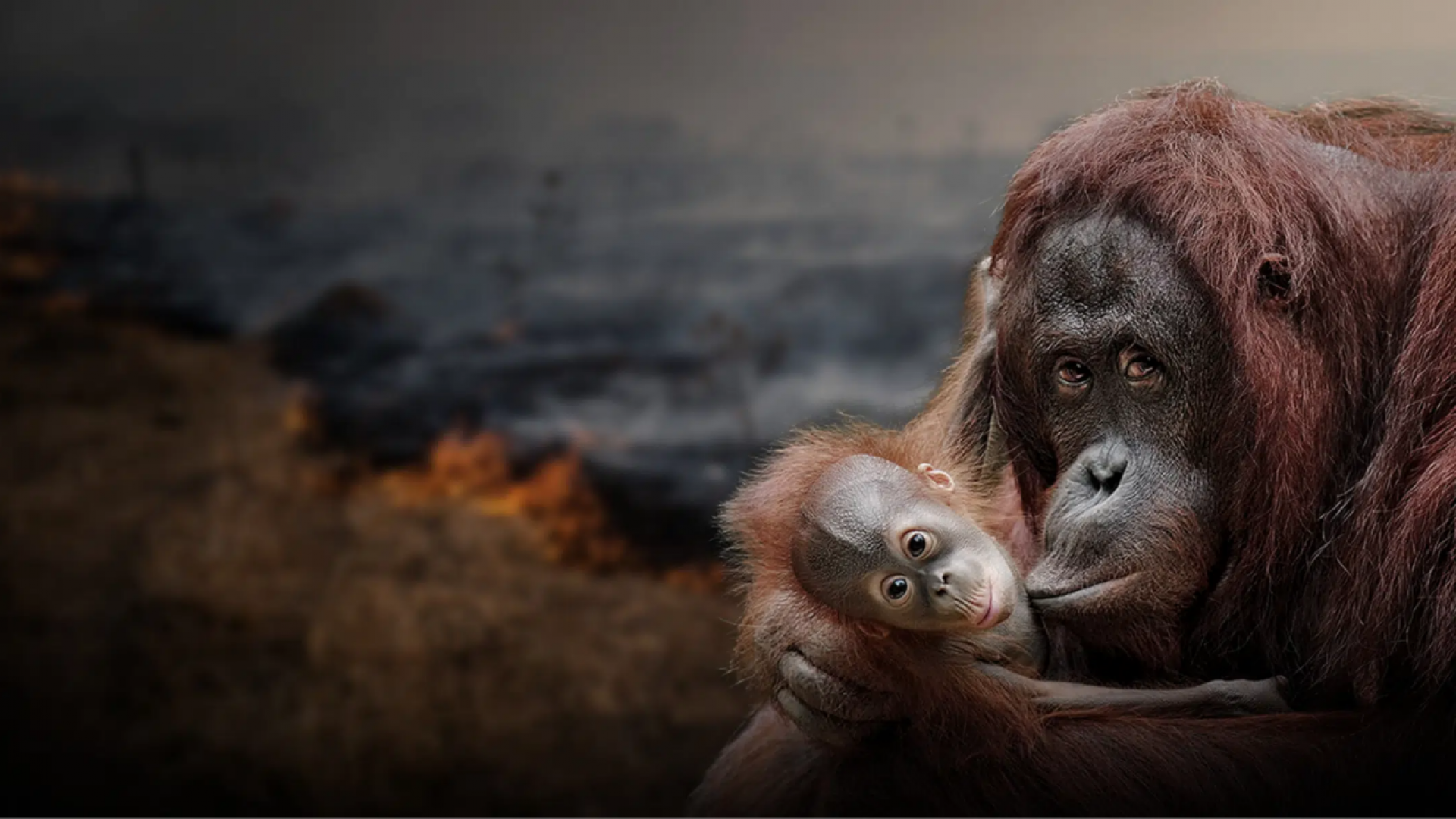 Transmettre son patrimoine au WWF, c’est donner aux générations futures les moyens de continuer à préserver les espèces, les océans, les forêts.
