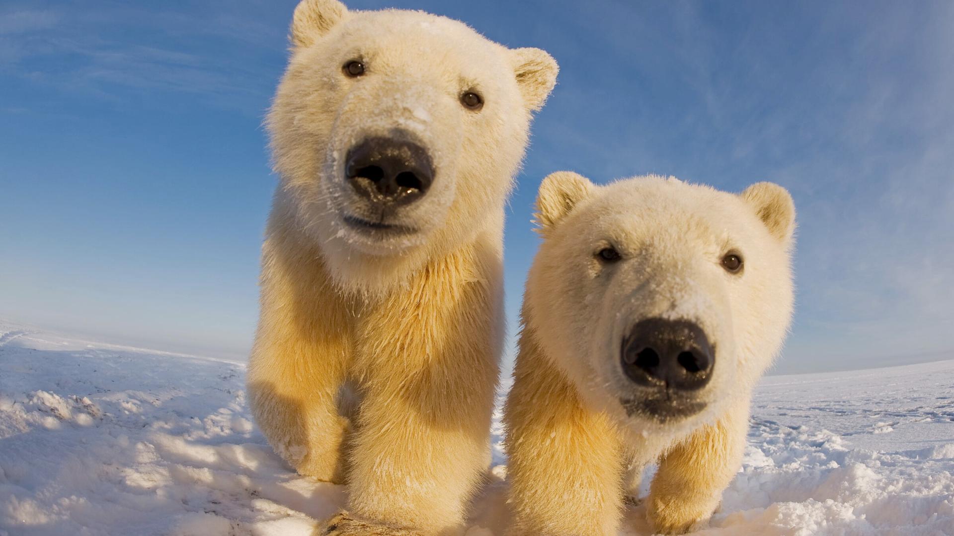 Ours polaire Camera trap WWF