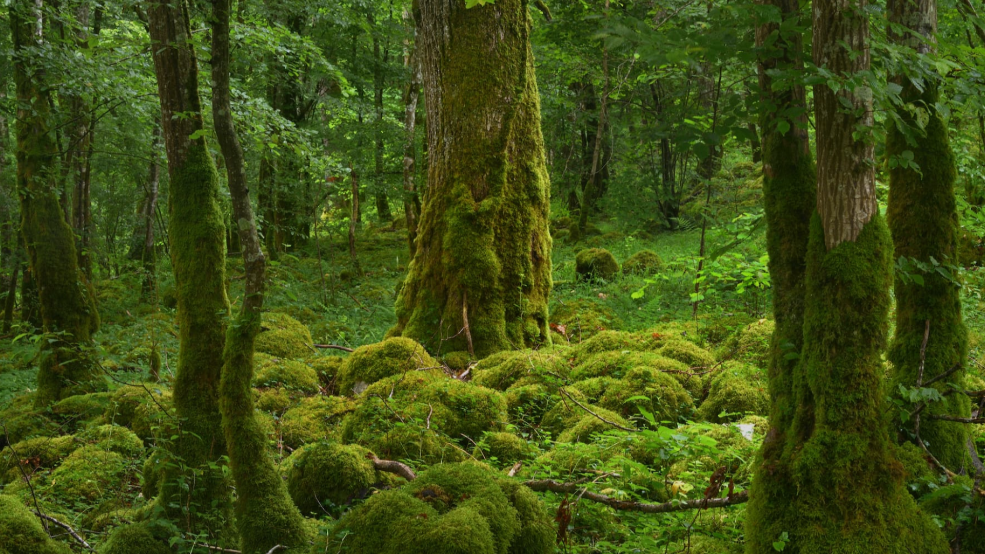 Forêt diversifiée obscurcit 