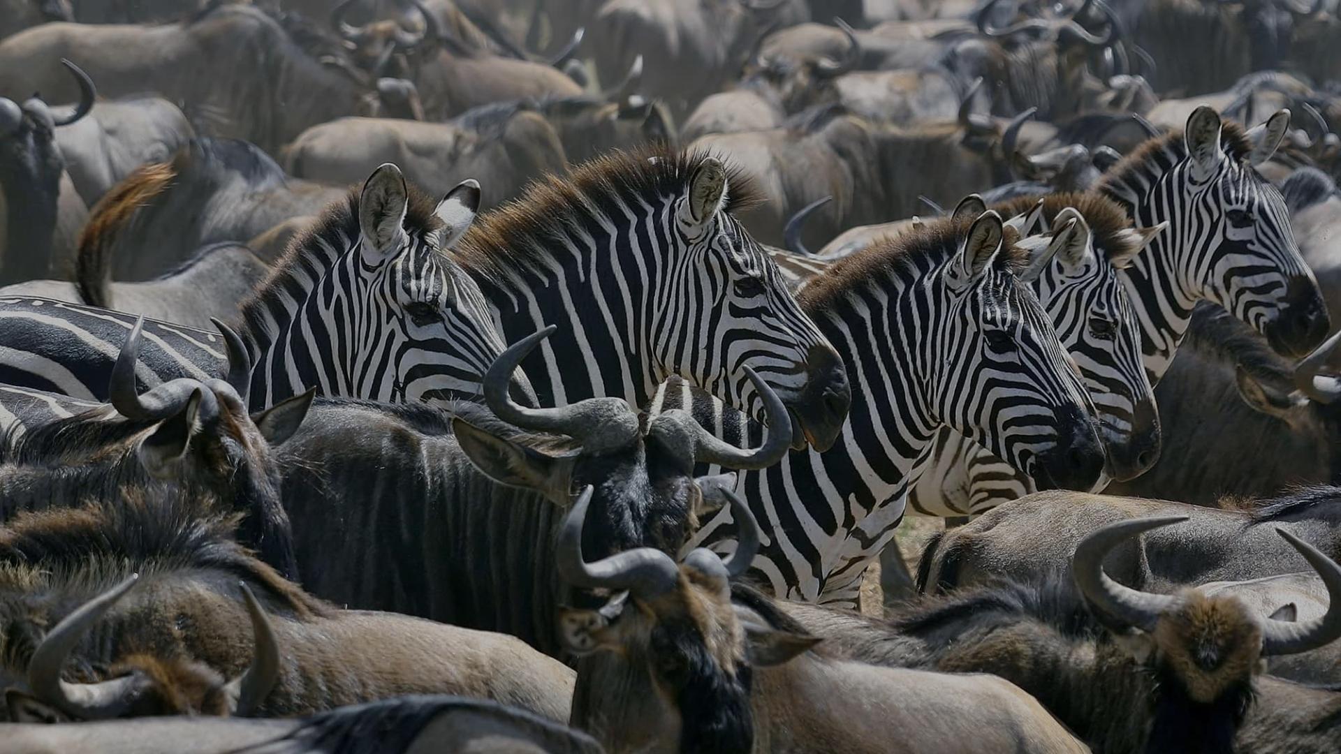 Gnous et zèbres, Serengeti, Tanzanie, Afrique